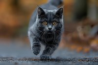 Majestic gray cat with bright yellow eyes walking purposefully on ground with autumn background, dramatic close-up portrait showing feline grace in motion.