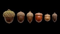 Acorn collection isolated on transparent background, ready for clipart, t-shirt design, stickers, print-on-demand products, and sublimation projects. Six acorns in varying sizes and natural brown tones.