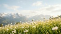 Alpine meadow with white wildflowers and daisies in foreground, blurred mountain landscape background, peaceful nature scene for wellness and outdoor concepts.