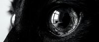 Extreme close-up of a cat's eye in black and white, showing detailed iris texture and light reflection. Suitable for pet, animal, and wildlife photography projects.