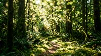 Sunlit forest path winding through dense woodland with lush green moss and towering trees, ideal for nature, travel, and outdoor lifestyle content.
