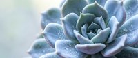 Close-up of blue-green succulent plant with fleshy leaves covered in morning dew droplets creating natural botanical texture for wellness and gardening themes.