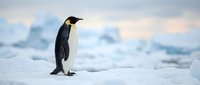 Emperor penguin standing alone on white ice floe in Antarctic wilderness, wildlife photography for nature and travel content.