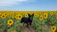 Small black and tan dog standing in vibrant sunflower field under blue sky. Rural countryside scene with golden blooms stretching to horizon.