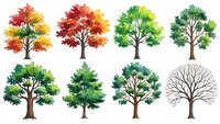 Collection of seasonal trees showing autumn fall colors, summer green foliage and bare winter branches isolated on white background for nature design projects.