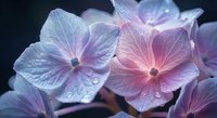 Delicate hydrangea blooms in soft purple and pink tones with water droplets on petals, captured in a close-up macro shot against dark background.