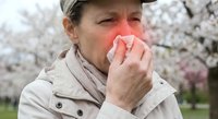 Middle-aged Caucasian woman blowing nose with tissue during spring allergy season outdoors with blooming cherry blossoms in background.