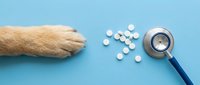 Paw of golden dog with scattered white pills and stethoscope on blue background, representing veterinary care, pet health examination, and animal medicine treatment.
