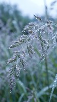 Delicate grass stems covered in morning dew drops creating sparkling water beads on green foliage in soft natural light for peaceful nature backgrounds.
