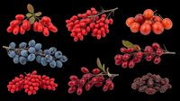 Assorted berries isolated on transparent background, including red currants, blueberries, goji berries, and dark berries. Ready for clipart, t-shirt design, print-on-demand, stickers, and sublimation projects.
