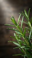 Fresh rosemary herb sprigs with water droplets on green needle-like leaves against blurred brown background. Culinary and medicinal herb for cooking, seasoning, and wellness applications.