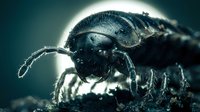 Extreme macro close-up of black beetle with water droplets on exoskeleton, showcasing intricate details and textures for scientific and educational content.