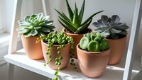 Collection of diverse succulent plants in terracotta pots arranged on white shelf for modern home decor and indoor gardening enthusiasts.