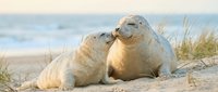 Seal pups resting on sandy beach near coastal dunes and ocean waves, wildlife nature scene for marine conservation and animal education.
