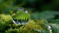 Green fern leaf reflected and magnified in crystal glass ball on moss covered ground with natural bokeh background, nature photography concept.