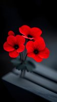Vibrant red flowers bloom against dark background, dramatic lighting highlights delicate petals. Moody botanical art captures essence of natural elegance and simplicity.