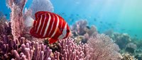 Striped red and white tropical fish swimming among vibrant coral reef formations in clear turquoise ocean water, suitable for marine life, underwater, and nature-themed projects.
