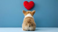Adorable corgi dog sitting with back view looking up at red heart symbol on blue wall background expressing love and affection for pet care concepts.