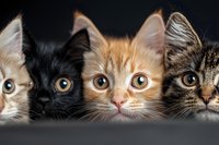 Four curious kittens with different fur colors peeking over dark edge, close up portrait showing bright expressive eyes and alert expressions.