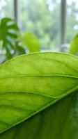 Close-up macro view of fresh green leaf with detailed vein patterns and texture against blurred indoor plant background near bright window.