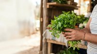 Close-up of hands holding fresh green parsley bunch with blurred garden background, suitable for cooking, food preparation, organic produce, and culinary content.