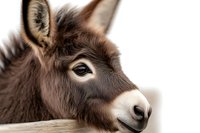 Close up portrait of brown miniature donkey with soft fur showing gentle expression and long eyelashes against light background.