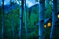 Magical forest scene with glowing windows in birch trees at twilight, featuring white bark trunks against ethereal blue and green background. Enchanting woodland atmosphere.