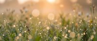 Fresh green grass with morning dew drops glistening in golden sunlight creating beautiful bokeh effect and warm atmospheric lighting for nature backgrounds.