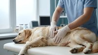 Male veterinarian in blue scrubs examining golden retriever on examination table in clinic setting for veterinary care and animal health services.