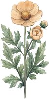 Delicate peach anemone flowers with sage green leaves in watercolor style, featuring one fully bloomed flower, one bud, and detailed foliage on white background.