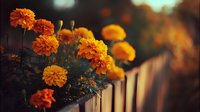 Vibrant orange marigold flowers blooming in garden with wooden fence background, captured in warm sunset light with soft bokeh effect.