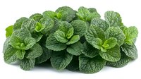 Fresh green mint leaves bunch isolated on white background for culinary herbs cooking ingredients natural organic food seasoning aromatherapy tea.