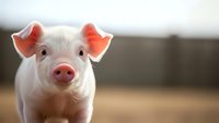 Adorable pink piglet with bright eyes looking directly at camera in warm sunlight on farm background for agricultural and livestock content.