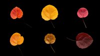 Autumn leaves in various shades of orange, yellow, red, and burgundy, isolated on transparent background. Ready for t-shirt designs, clipart, stickers, sublimation, and print-on-demand projects.