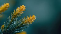 Macro shot of golden yellow pine needles covered in morning dew drops against dark teal background, creating dreamy natural bokeh effect.