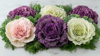 Decorative ornamental cabbage flowers in purple, white and pink shades with fresh green dill leaves arranged in elegant composition on light background.