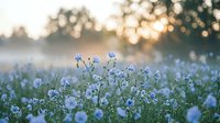 Blue wildflowers blooming in meadow at golden hour sunrise with soft bokeh background and warm sunlight filtering through trees creating dreamy atmosphere.