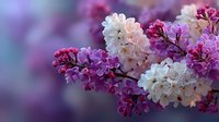 Blooming lilac flowers in purple and white colors on branch with soft bokeh background for spring garden and floral design projects.