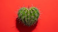 Heart-shaped cactus with sharp spines on vibrant red background for Valentine's Day concept, love symbolism and romantic desert plant decoration.
