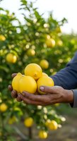 Farmer holding fresh yellow lemons in hands at orchard during harvest season. Agricultural worker picking citrus fruits for food production and agriculture industry.