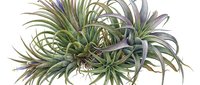 Cluster of air plants with thin, arching green and purple-tinted leaves, isolated on white background, ready for design projects, botanical illustrations, and decorative applications.