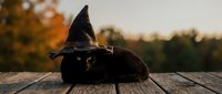 Black cat wearing witch hat resting on wooden deck during golden hour autumn evening for Halloween seasonal content and spooky holiday decorations.