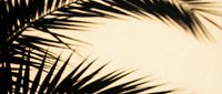 Palm leaf shadows cast on textured wall creating tropical atmosphere for interior design and summer vacation concepts.