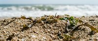 Crabs and seaweed scattered across sandy beach with ocean waves in background. Coastal wildlife and marine habitat scene.