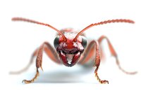 Extreme macro portrait of red ant head with antennae and mandibles on white background, isolated close-up showing detailed insect anatomy and compound eyes.
