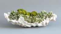 White decorative shell bowl filled with various green moss varieties and lichen specimens for natural home decor and botanical display arrangements.