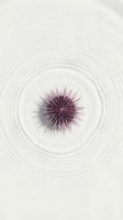 Purple sea urchin floating in clear water with concentric ripples creating zen-like minimalist composition for wellness and marine biology concepts.