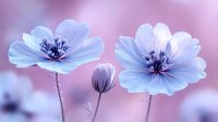 Delicate light blue nemophila flowers with dark centers against soft pink bokeh background, creating dreamy spring garden atmosphere. Perfect for romantic designs.