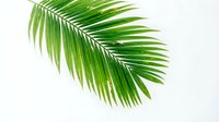 Fresh green palm leaf isolated on white background for tropical design projects and summer decorations.