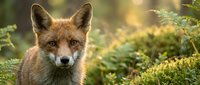 Close-up portrait of a wild fox with alert expression surrounded by green foliage and natural woodland habitat, suitable for wildlife and nature content.